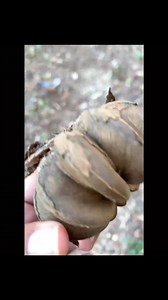 Sandbox trees are a forest tree that grow to 200 feet. Their numerous sharp spines on the bark protect them from predation, and earn them the nickname Monkey No Climb. Their seed pods (above) use explosive dehiscence to spread the seeds as far as 330 feet. They make such a loud noise when exploding that another nickname for this tree is dynamite tree. The seeds, an open one shown above, are commonly found around the trees. Since the side of the seed is shaped a bit like a bottlenose dolphin, art