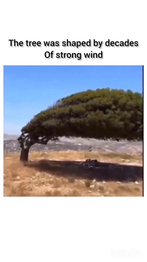 shaped by wind