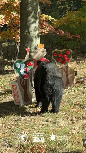 🎃🐾 The Kreative Kreepers Contest is creeping back to the Zoo! Our keepers will be decorating their habitats with spooky enrichment — and we need YOUR help to bring their visions to life. Donate an item from our Halloween Wish List to get the fun started! Join us on Saturday, October 18 & Sunday, October 19 during Zoo hours to see the boo-tiful exhibits and vote for your favorites. 👻🕸 🛒 Donate today: https://amzn.to/3k5hzN8 📅 Save the date & stay tuned for the full schedule! | Turtle Back Z
