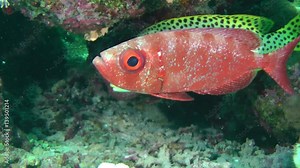 Sea fish Moontail bullseye (Priacanthus hamrur) stands under the ledge of a coral reef, in the background fish of a different kind, medium shot.