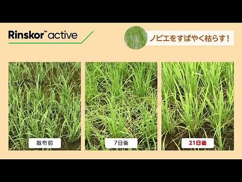 ノビエ、クサネム、イボクサを素早く枯らすなら、除草成分リンズコア™！茎葉散布のロイヤント乳剤、そのまま使える湛水散布にウィードコア1キロ粒剤からお選びいただけます。