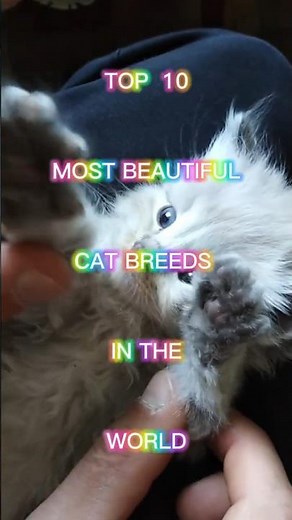 top 10 most beautiful cat breeds in the world🐈