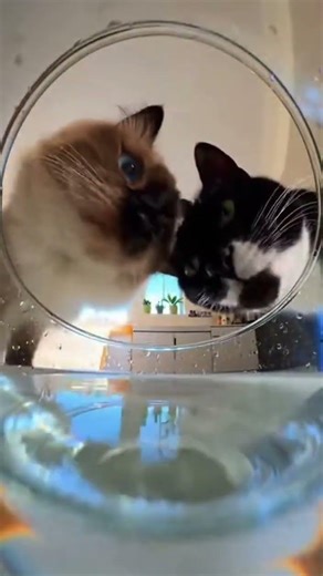 😺 Cats are sophisticCATed #catsrule