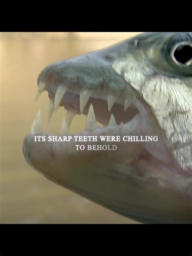 #rivermonsters #jeremywade #giantfish #fishing #catfish | Fish