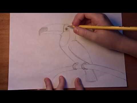 How to draw a Toucan