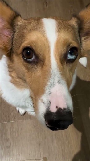Annoying? ❌️ Cute? ✅️🥹🐶