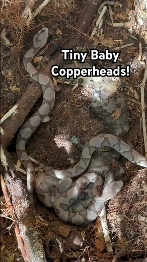 Check out these tiny baby Copperheads I found recently! #venomous #snake