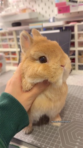 Eggie the Bunny's Fashion Adventures