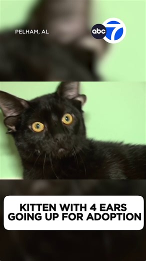 This 7-month-old kitten is up for adoption in Alabama, and he's one in a million! Dobby was born with a rare genetic mutation that leaves him with an extra set of ears. His foster mom says he is PURRfectly imperfect. 🖤🐾 | ABC7