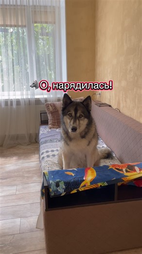 Пёс устал от моих походов за хлебом 🍞😂 #собака #семья #животные