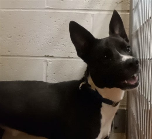 Dracula is medium-sized adult male dog that came to us an underweight stray who is gaining weight and thriving in just a little over a month! He is a very happy boy with lots of energy who has a playful personality! He will bark to get your attention but when you get close enough, he'll calm down and sit for some love and attention. He would do best in a house with no other pets. Some might say he is an attention hog! He is hoping to find his furever home soon! Visit our website to apply/schedul