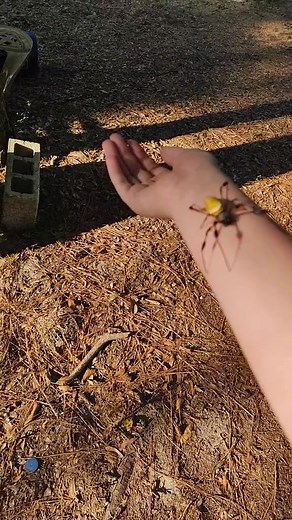 1.6K views · 16 reactions | when you have really really big banana spiders | Ladie Spider | Facebook