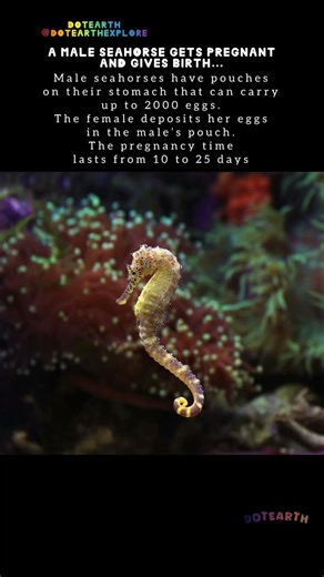 Male sea horse gets pregnant#shorts#science#universe