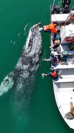 Along Baja’s Pacific coast, thousands of migrating gray whales gather in sheltered lagoons — a truly spectacular sight. In San Ignacio Lagoon, the gray whales are famous as the “friendly ones.” We stay in place while they decide whether to come over for a visit. Some come eye-to-eye with visitors and even allow gentle touches, while others choose to swim away. This amazing behavior happens only in Baja’s breeding lagoons. Our glamping and gray whale adventures here are unforgettable, truly extra