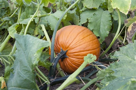 How Long Does It Take To Grow A Pumpkin?
