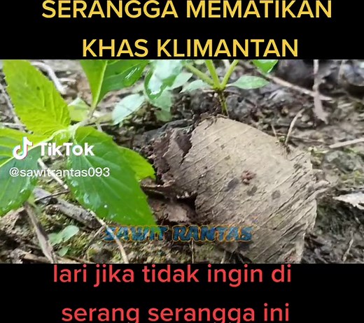semut api yg sangat agresif, jika bertemu semut ini di daerah kalimantan khussusnya pendatang sebaiknya jangan dekati semut ini. karena gigitan dari semut ini menyebabkan rasa terbakar yg sangat luar biasa. bila tetap penasaran coba saja