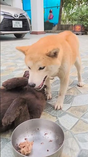 dogs fight over food #dogs #funny #cute