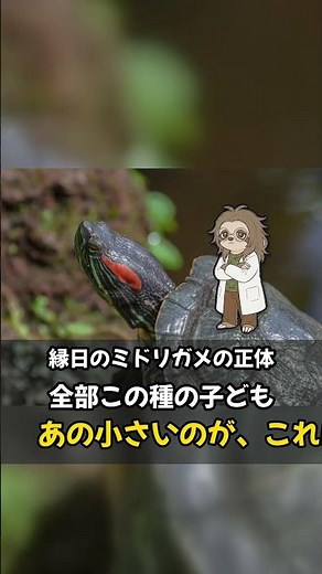 縁日のミドリガメだったミシシッピアカミミガメの雑学3選