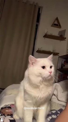White Cat's Confusing Behavior🐾#cat #kitten #fyp