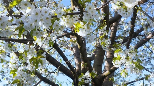 Free video - Cherry, Flowers, Bloom, Blossom