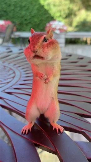 My new chipmunk’s name reveal 😍