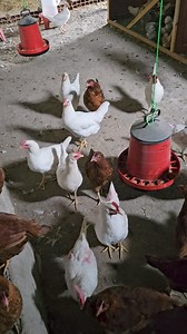 30K views · 478 reactions | Ama simdi benim yam yamlarda çok tatli değiller mi yaaaaa Masallah SubhanAllah demeyi unutmayalım  | Leyla ile Yemek Saati | Facebook