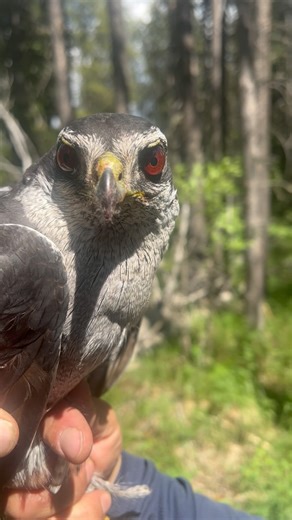 68K views · 373 reactions | Check out those eyes! This is an adult...