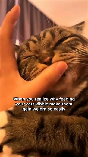 Kibble wasn’t invented for your cat’s health. It was invented in the 1950s for human convenience. Before that? Cats ate scraps, hunted mice, and stayed naturally lean. Obesity was practically unheard of. So what changed? The process is called extrusion. To make those crunchy nuggets hold their shape, manufacturers HAVE to add a ton of carbohydrates. Usually 30-50% of the kibble is carbs. Here’s the problem: cats are obligate carnivores. Their bodies evolved to run on protein and fat, not carbs. 