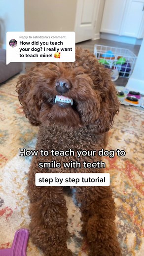 How to Teach Your Dog to Smile with Teeth - Step-by-Step Tutorial