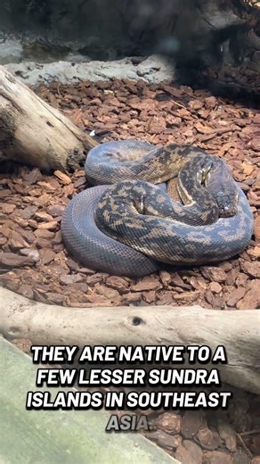 Do pythons lay eggs or give live birth like boas? #timorpython #sandiegozoo #timor #python #snake