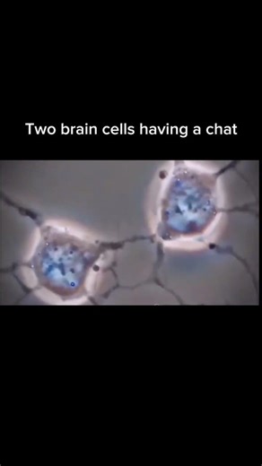 Two brain cells having a chat.