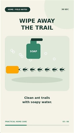 How to Get Rid of Ants | The Pests Control Network