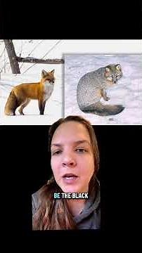 What is the difference between red foxes and grey foxes? #foxes #animalfacts #redfox #greyfox