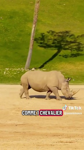 Le rhinocéros : défense et attaque d'un géant