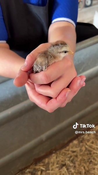 The Best Fidget Toys for Amish Life