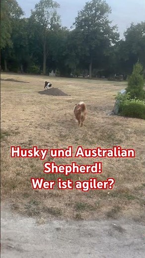 Australian Shepherd vs. Husky: Who is more agile? 🦮🐶 ... (#82)