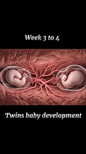 Ovulation process the release of two eggs # twin baby development #pregnancy #foryou | Dr. Daleep Kumar Italy