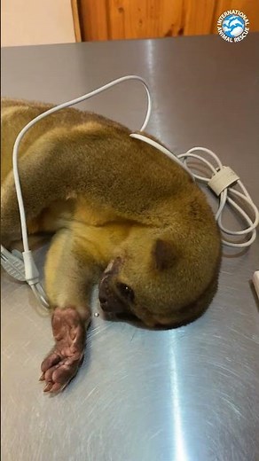 This Kinkajou Urgently Needs Help