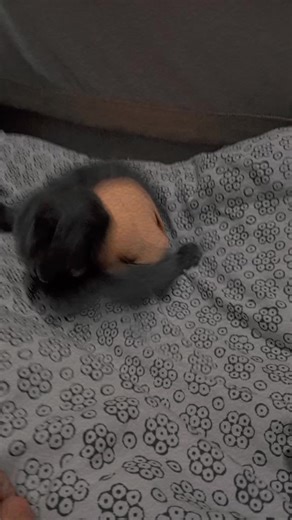 😉Minahan😘 (@minahan.rajpoot)’s videos with original sound - 😉Minahan😘