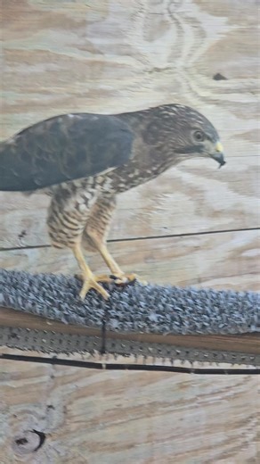 94 reactions | The broad-winged hawk won't pass up a hissing cockroach for a crunchy snack. #broadwingedhawk #miavian #AnimalAmbassador #natureeducation | Michigan Avian Experience | Facebook