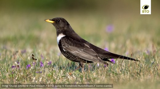Did you know that Ring Ouzel is the only thrush that visits Britain & Ireland just for the summer months? They arrive in mid-March and depart during September and October, spending the winter as far south as North Africa. Find out more about Ring Ouzel at BirdFacts 👉 https://www.bto.org/understanding-birds/birdfacts/ring-ouzel 🎵 Ring Ouzel song recorded by Kendrick Hutchinson / xeno-canto 📷 Male Ring Ouzel perched on heather by Tom Cadwallender / BTO #BirdFacts #Ornithology | BTO British Trus