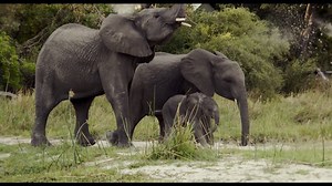 Naledi: A Baby Elephant’s Tale is the story of an orphaned elephant. The incredible true-life story reveals exactly why every elephant counts. If you’re in NYC this Friday, you can see the film at DOC NYC. Learn more about #NalediFilm and how to see it here: http://bit.ly/2faC4JH Elephants Count - Great Elephant Census | 96 Elephants