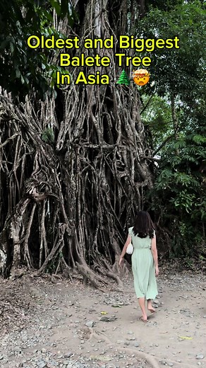 Exploring the Majestic Balete Tree in the Philippines