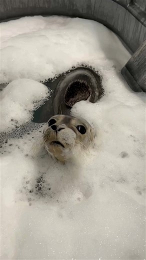 After a long day of examinations and treatments, patient #269 is winding down with a medicated bubble bath🫧 | Marine Mammals of Maine
