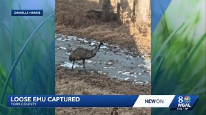 Watch: Loose emu captured after days on the run in Pennsylvania