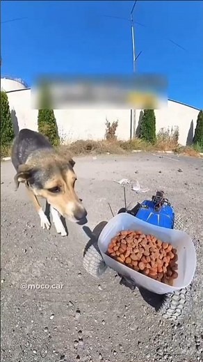 This gay helps dogs