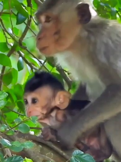 Baby Monkey Rescue: A Heartwarming Moment