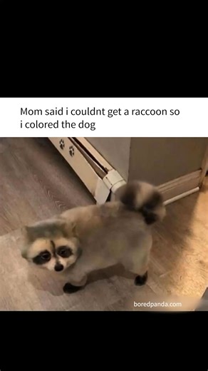 1.6M views · 35K reactions | Dog’s new bandit makeover | Lmao Mommy | Facebook