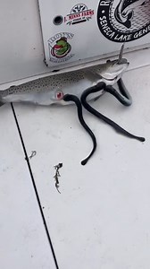 4.5M views · 7.6K reactions | A sea lamprey doesn't just kill a fish. It latches on with a mouth full of teeth, drills a hole, and feeds until there's nothing left but a hollowed-out version of what used to be. Nature's got a dark side, and it's got suction. : roysboyscharters on IG | MeatEater | Facebook