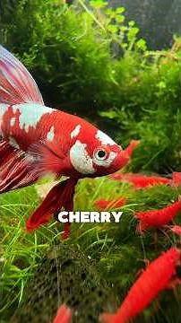 Top Fish for Your 10-Gallon Tank 🐟
